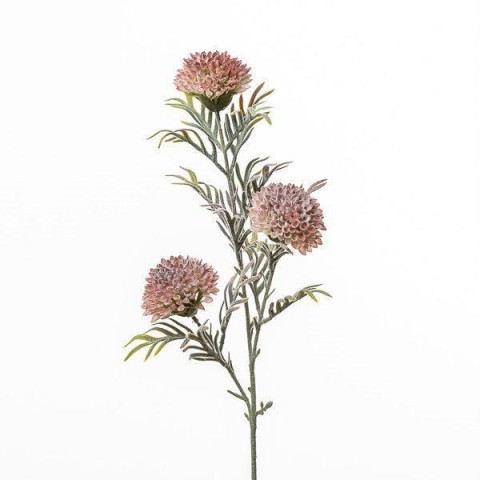 RAMO ZINNIA CM75 BEAUTY